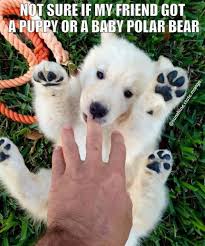 Bahahahaha Dog Memes So Funny Dog Meme Halloween Cute Funny Animals Cute Animals Cute Baby Animals