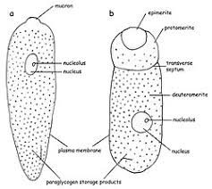 Image result for Lankesteria
