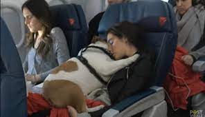 Tendenzialmente i cani guida sono sempre ammessi in cabina, insieme al padrone, indipendentemente dal peso, se muniti di museruola e guinzaglio. Cani Mai Piu In Stiva Adesso Potranno Viaggiare In Cabina Con Noi