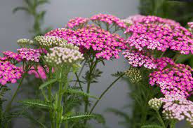 Achillea Pretty Belinda Bbc Gardeners World Magazine