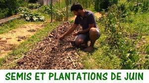 Que Semer Et Planter En Juin Youtube