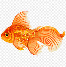 This fishing bundles include one (1).zip file with: Download Gold Fish Clipart Png Photo Toppng