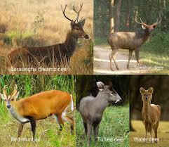 types of deer around the world