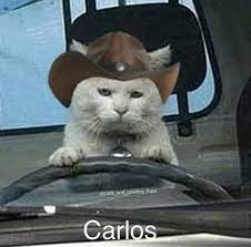 Maybe you would like to learn more about one of these? Pin By Eels On Carlos In 2021 Cute Cats Funny Cat Photos Animals Funny Cats