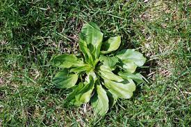 We did not find results for: Spotlight On Weeds Broadleaf Plantain Plantago Major Purdue Landscape Report