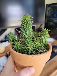 Image result for Euphorbia davyi