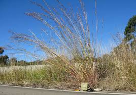 Image result for Hyparrhenia rudis