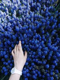 We did not find results for: Dark Blue Flowers On Tumblr