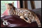 Breeders of Bengal Cats | Kitten for Sales | Rising Sun Farm