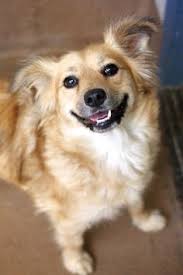 Thereby improving the lives of both the dog and the adoption household. 40 Bay Area Dog Rescue Ideas Dogs Rescue Dogs Rescue