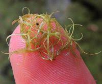 Image result for Wolffiella hyalina