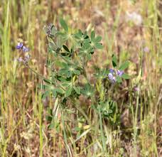 Image result for Pachylobus