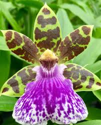 Image result for Coptosperma zygoon