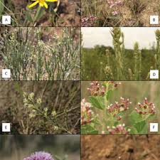 Image result for Hyparrhenia anemopaegma