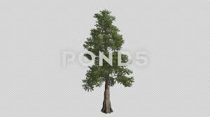 Some browning is natural, so if only a few branches are affected, don't worry. Western Red Cedar Tree Growth Animation Stock Video Pond5
