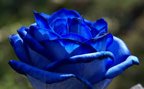 صور زهور زرقاء