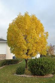 Mancana Manchurian Ash Fraxinus Mandshurica Mancana At Dutch Growers Garden Centre Town And Country Gardens Trees To Plant Shade Trees
