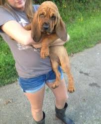 There are 615 bloodhound puppy for sale on etsy, and they cost. Bloodhound Puppy For Sale Kentucky
