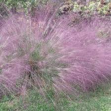 Image result for Eragrostis aspera