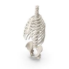 This video includes many structures from thorax and discusses the anatomy of ribs as well as anatomy of rib cage in general. Human Rib Cage Spine And Female Pelvis Bones Anatomy White Png Images Psds For Download Pixelsquid S113014521