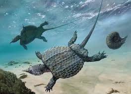 Evolutionary Origins, Palaeoecology and Systematics of Placodont Marine  Reptiles from the Triassic of Europe and China James Mic