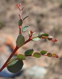 Image result for Phyllanthus parvulus