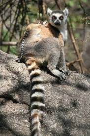 Ring Tailed Lemur Lemur Animals Wild African Wildlife