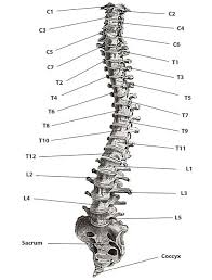 Your Spinal Column Nervous System Mississauga Chiro