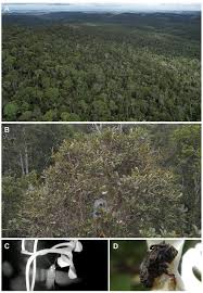 Image result for Solenangis conica