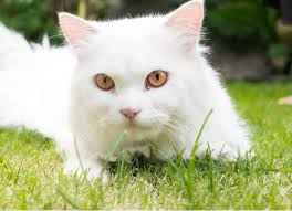 Symptoms depend on what's causing your pressure to rise. Glaucoma In Cats Petmd