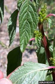 It originates from north and south america, but it can be found across europe, africa and asia today. Got Pests