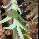 Image result for Bocconia arborea