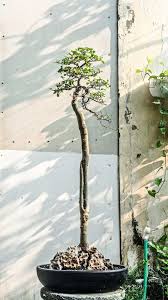 Image result for Streblus