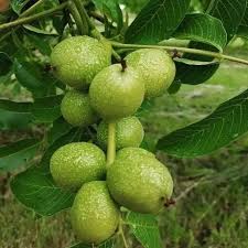 گردو آلتای ترکیه