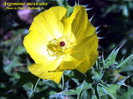 Image result for Argemone mexicana