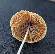 Image result for Conocybe lactea