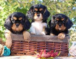 The cheapest offer starts at £8. 4 Best Cavapoo Breeders In The Midwest 2021 We Love Doodles