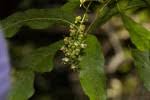 Image result for Allophylus chaunostachys × rubifolius