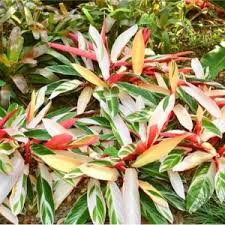 Image result for Pimpinella buchananii