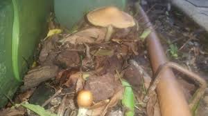 Search results showing audio plugins for all operating systems (windows, macos, linux, ios and android), tagged as magic mushrooms 2 sfx. Magic Mushroom Or Nah Part 2 Nz Shrooms