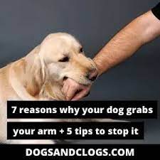 7 Reasons Why Your Dog Grabs Your Arm 5 Tips To Stop It Dogsandclogs