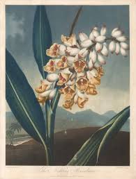 Image result for Renealmia