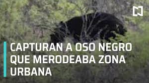 Jun 25, 2021 · ️ recibe las noticias más relevantes de chihuahua, parral y juárez directo a tu correo electrónico. Capturan A Oso Negro Que Merodeaba La Ciudad En Chihuahua Las Noticias Video En Contexto