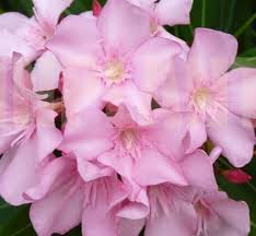 Image result for Nerium oleander