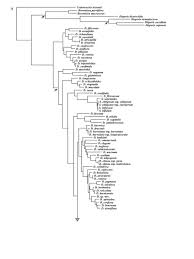 Image result for Disa ochrostachya