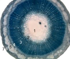 Epidermal cells being left in the solutions 20 minutes, they were left. Epidermis Botany Wikipedia