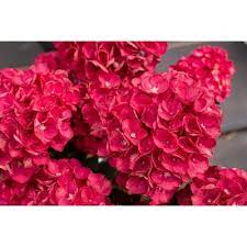 Roses, tulips, lilies, daisies, irises, orchids, poms Fresh Flowers Target