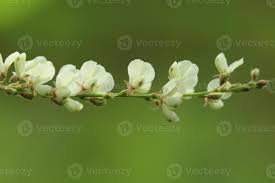 Image result for Pleurolobus gangeticus