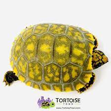 10 Yellow Footed Tortoise Ideas Tortoise Tortoises Red Footed Tortoise