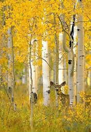 Birch Trees In Florida Pin By Innie Lee On I Animals Aspen Trees Nature Nature Photography